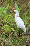 Snowy Egret